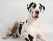 十大巨型犬排行第一名是谁（巨型犬品种大全排第一的狗）