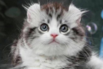 卷耳猫好养活吗（卷耳猫好养活吗）