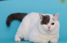 土耳其梵猫在中国叫什么（土耳其梵猫在什么地方有卖的）