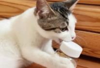 吃鱼油一个月后的变化（吃鱼油一个月后的变化 聪明）