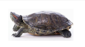 迷你小宠物10元（迷你小宠物10元一只）