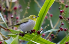 好养的鸟类宠物（好养的鸟类宠物马料）