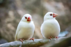 适合学生党养的小宠物（适合学生党养的小宠物有哪些）