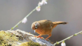 2024年可以养画眉鸟吗（2021年还能养画眉鸟吗）