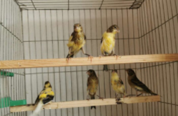 活体鸟怎么邮寄（活体鸟怎么托运）