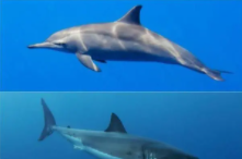 鲸鱼属于鱼类还是哺乳动物（鲸鱼是鱼类还是哺乳动物）