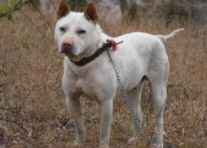 中华田园犬品种大全（中华田园犬品种大全介绍）