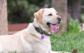 拉布拉多1到12个月成长图（拉布拉多各个月成长图表）