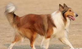 为什么很少人养苏格兰牧羊犬呢（为什么很少人养苏格兰牧羊犬呢）