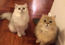 西伯利亚猫和挪威森林猫的区别（西伯利亚森林猫和挪威森林猫哪个好）