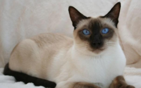 暹罗猫10大品种（暹罗猫10大品种）