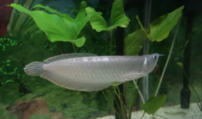 银龙鱼养几条比较好（养鱼银龙养几条好）