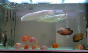 银龙鱼混养最佳搭（银龙鱼混养鱼最佳搭配）