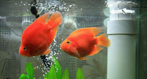 宠物鱼有哪些品种（宠物鱼有哪些品种大全）