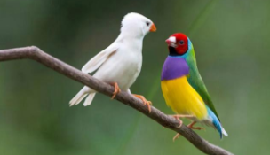 文鸟一只多少元（文鸟一只多少元钱）