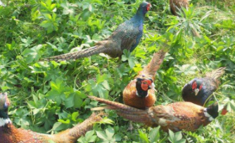 养殖七彩山鸡需要什么手续（七彩山鸡养殖证怎么办理）