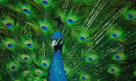 鸟的照片大全 漂亮（十大名贵鸟最漂亮的鸟）