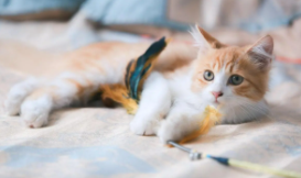 猫十大排名（最好的猫排行榜前十名）