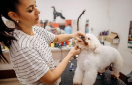 找宠物美容师培训（宠物美容师培训一般多少钱）