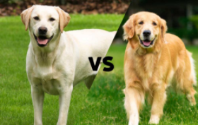 金毛和拉布拉多的区别（金毛和拉布拉多的区别图）