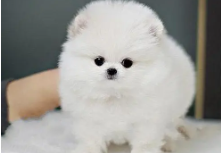 十大最干净最好养的狗照片（十大最好养的狗狗）