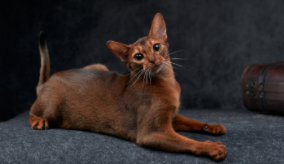 红色系猫咪品种（红色的猫是什么品牌商标）