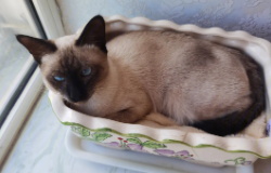 家里养暹罗猫吉利吗（家里养暹罗猫好吗）