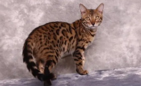 世界十大巨型猫（世界十大巨型猫照片）