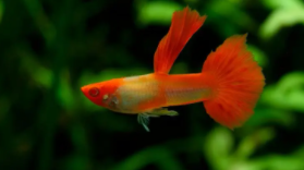 家养观赏鱼大全（家养观赏鱼大全图）