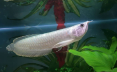 十大最好养的原生鱼（十大最好养的原生鱼品种）