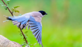 山东常见鸟类图鉴（山东省常见鸟类）