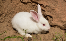 最可爱的动物 第一名（最可爱的动物排名）