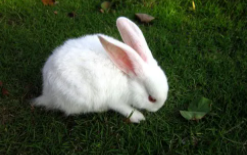 有什么好养的小宠物（有什么好养的小宠物无异味）