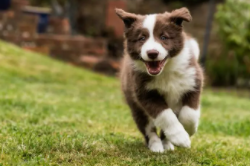 狗狗智商排行榜前50（狗狗智商排行榜前500）