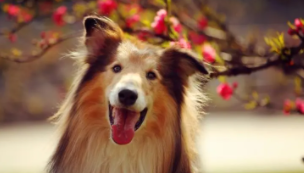 苏牧犬吃什么食物最好（苏牧犬吃什么食物最好养）