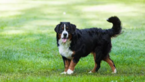 史宾格犬适合家养吗（史宾格犬好养吗?爱得病吗?价格多少?）