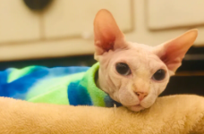 斯芬克斯一天喂几次（斯芬克斯一天吃多少猫粮）