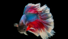 十大最受欢迎的观赏鱼（著名观赏鱼）