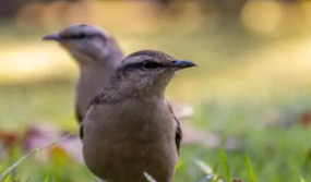 最便宜的鸟多少钱一只（最便宜的宠物鸟多少钱一只）