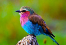 专门买鸟的平台（买鸟去哪个平台）