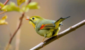 漂亮的宠物鸟（漂亮的宠物鸟有哪些）