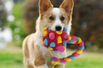 宠物用品十大排名（宠物用品排名榜）