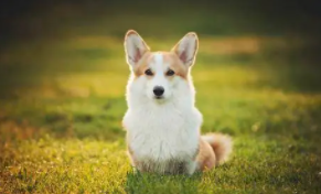 宠物犬分类没简介（宠物犬分类介绍）