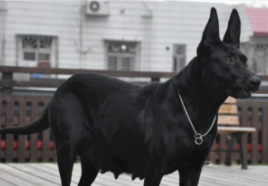 纯黑狼犬有什么特征（纯种黑狼犬的特征）