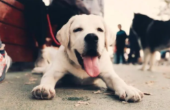 拉布拉多能在室外过冬吗（拉布拉多能在室外过冬吗为什么）