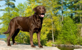 拉布拉多巧克力色好吗（巧克力的拉布拉多）