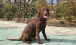 养拉布拉多还是金毛好（家养拉布拉多好还是金毛好）