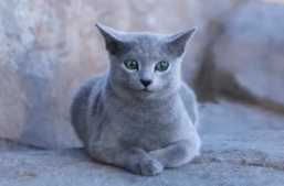 俄罗斯蓝猫眼睛颜色有几种（俄罗斯蓝猫的眼睛是蓝色的吗）