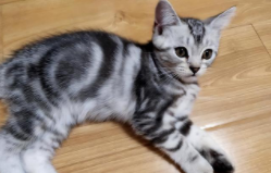 美短猫咪品种（美短七个品种）