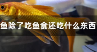 鱼可以吃什么东西除了鱼食（鱼除了能吃鱼饲料还能吃什么?）